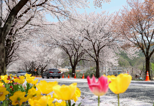 대청호벚꽃축제